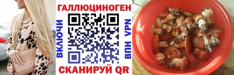 дарк нет состав  Кириллов  Галлюциногенные грибы Psilocybe 